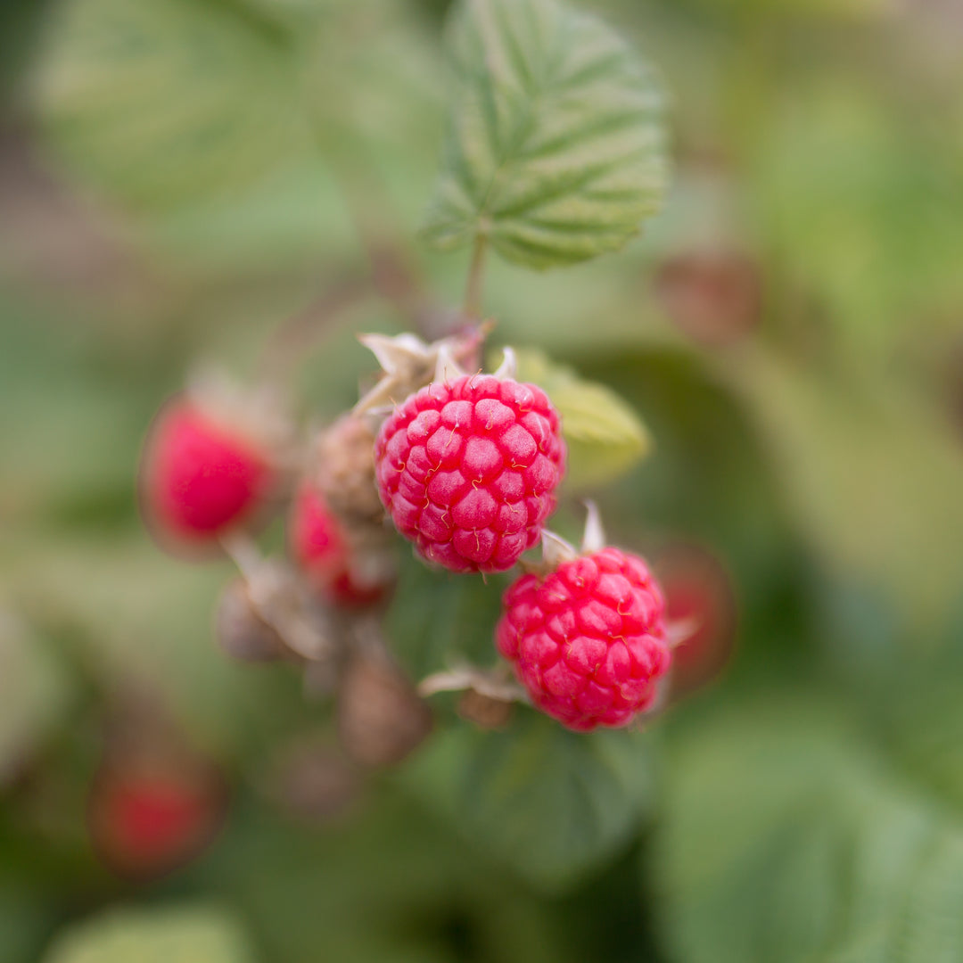 Killarney Raspberry Plant – Nourse Farms