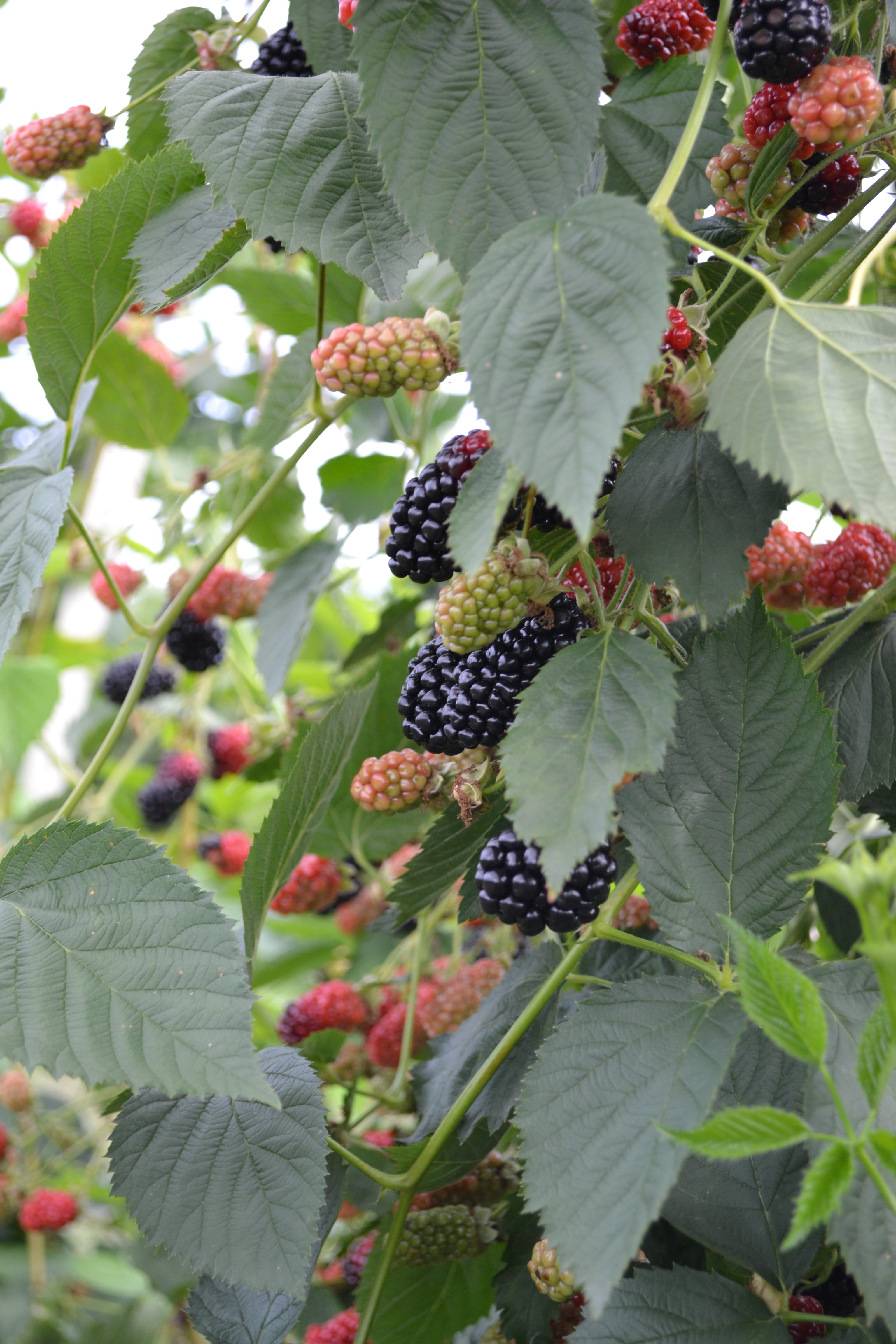 Natchez Raspberry Plant – Nourse Farms