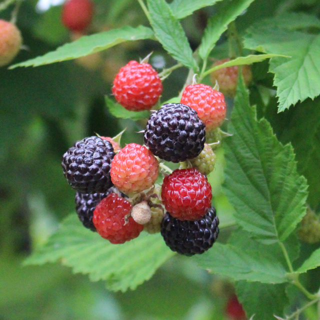 Niwot Black Raspberry Plant – Nourse Farms