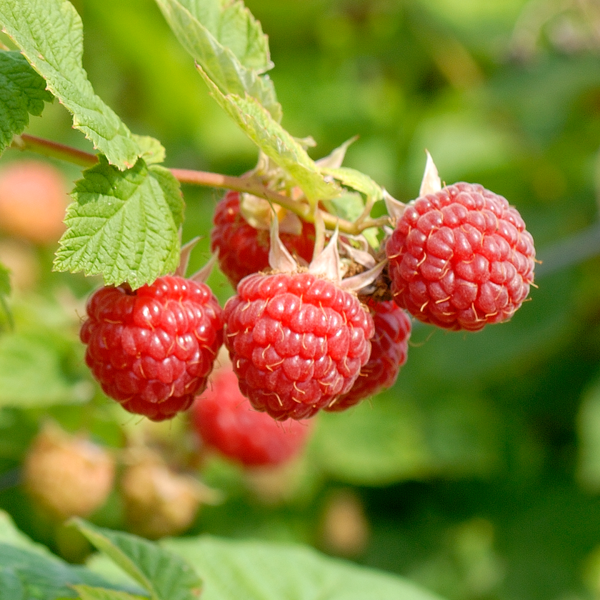 Nova Raspberry – Nourse Farms