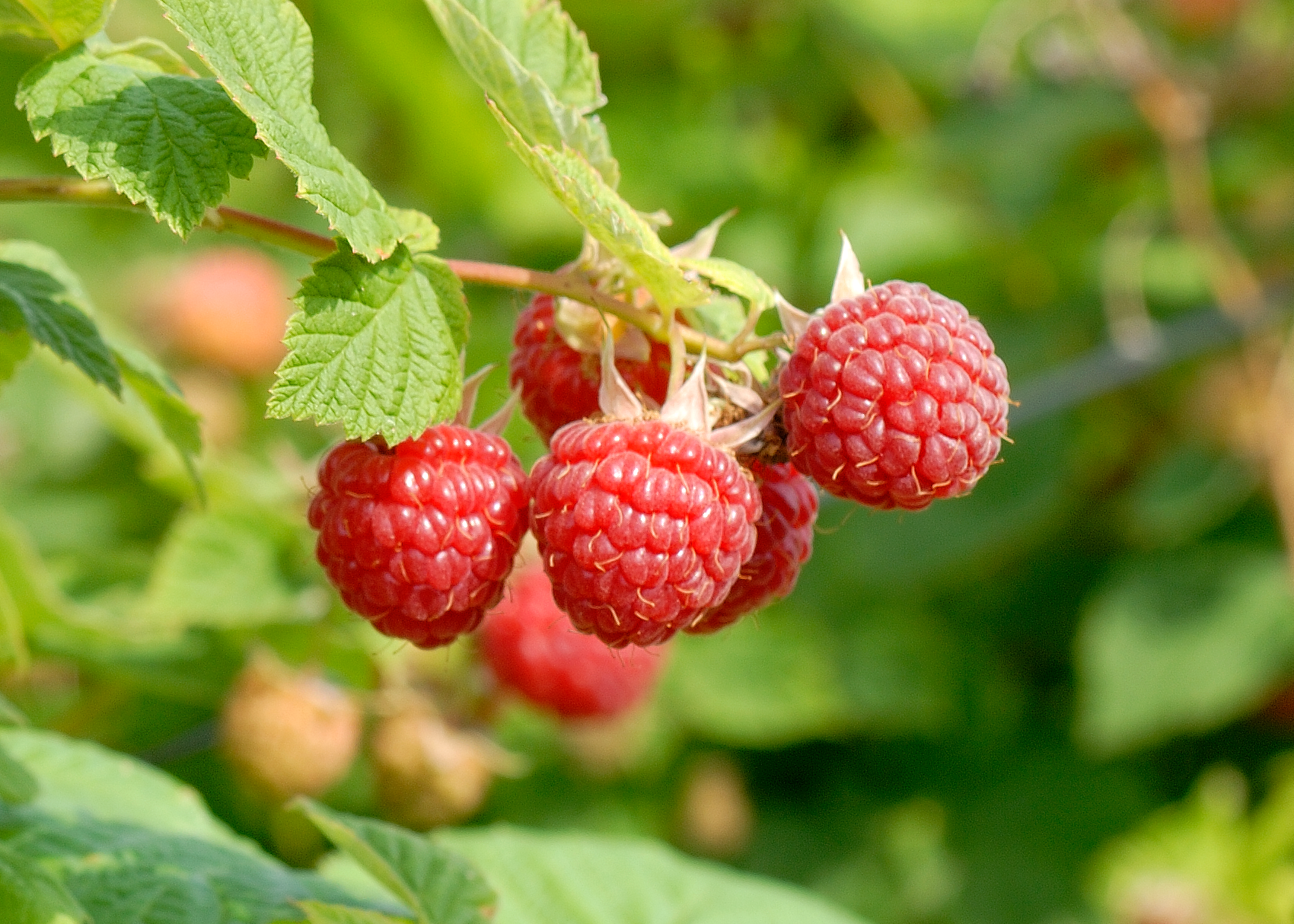 Nova Raspberry – Nourse Farms