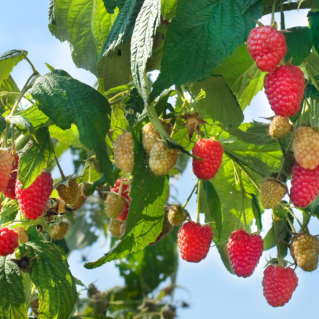 Polka Raspberry Plant – Nourse Farms