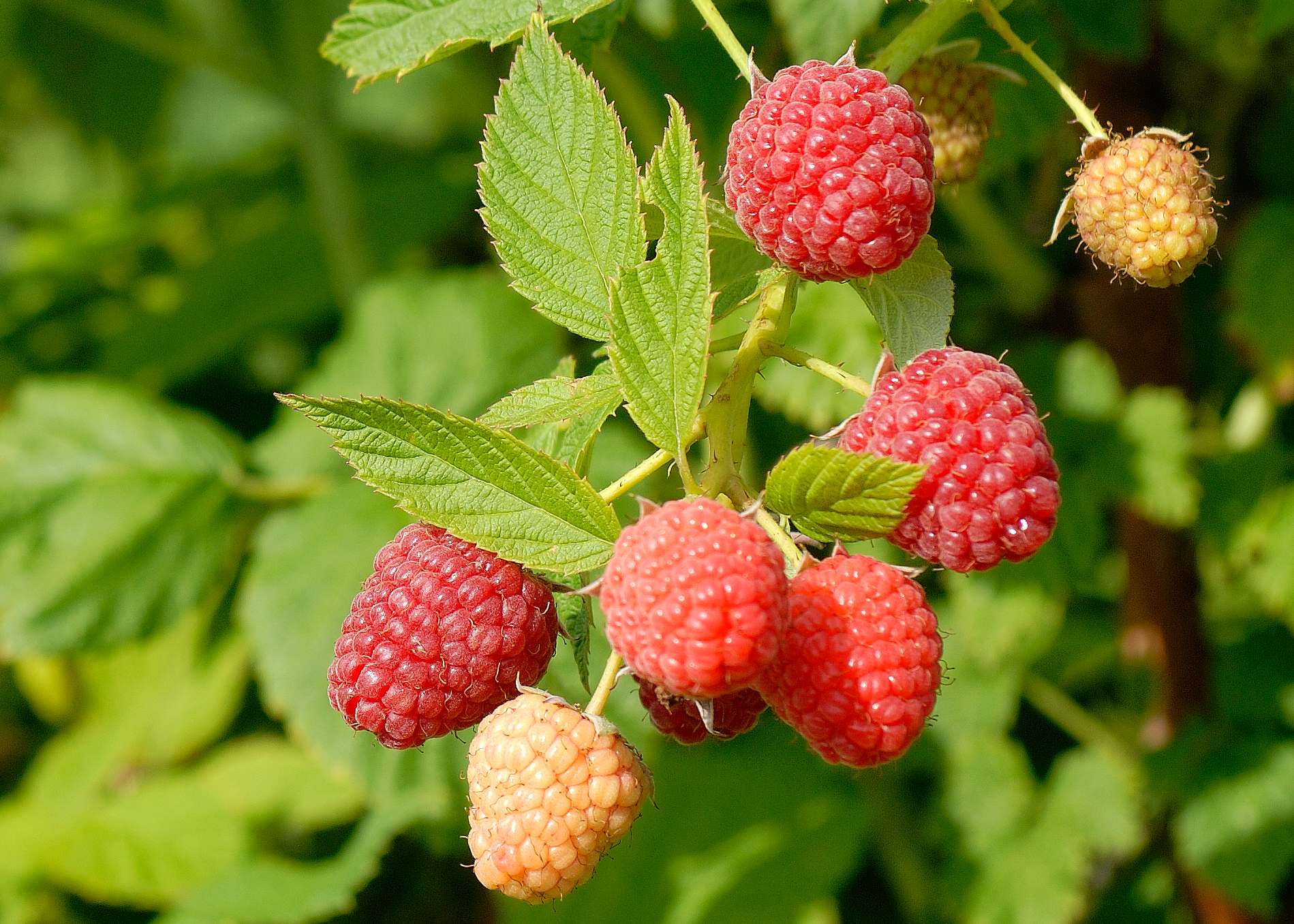 Prelude Raspberry – Nourse Farms