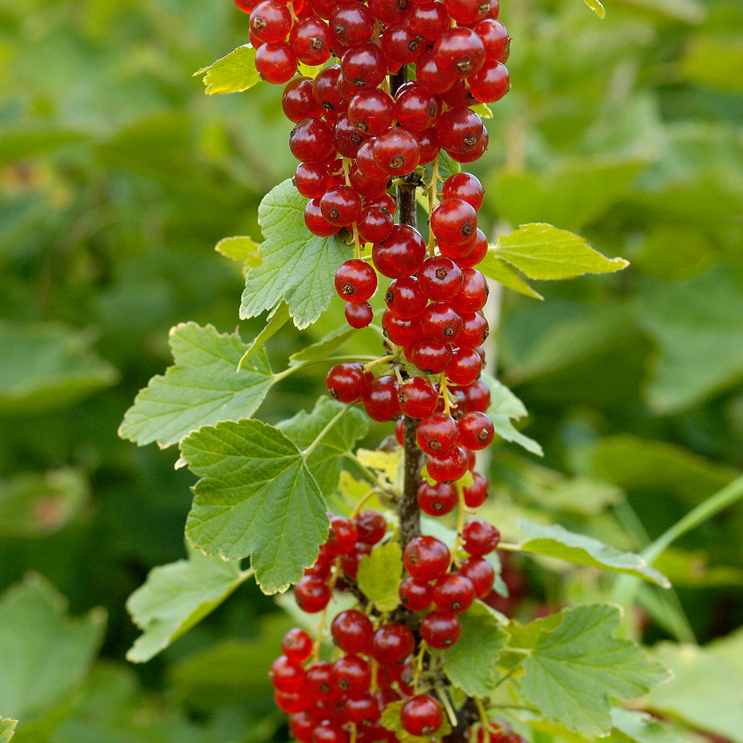 Rovada Currant Plant – Nourse Farms