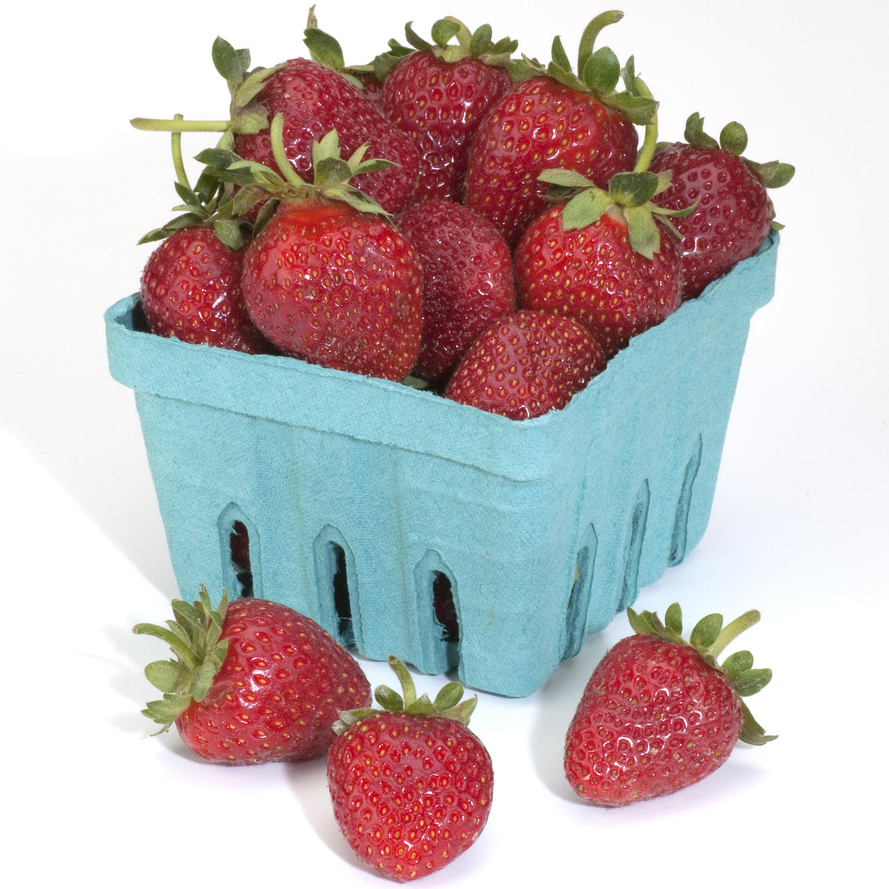 Seascape Strawberry Plant