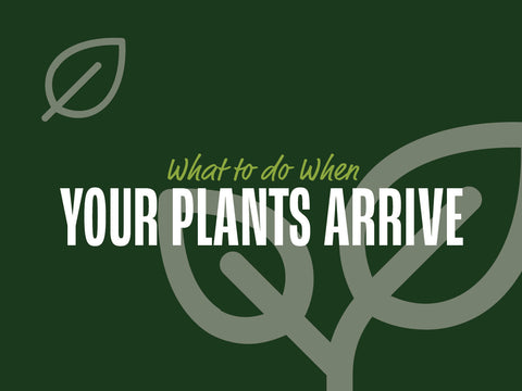 When Your Plants Arrive Guide