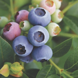 Reka Blueberry