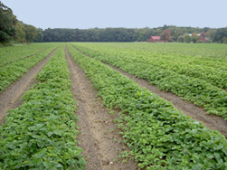 Field Production at Nourse Farms