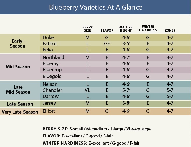 https://www.noursefarms.com/resources/images/tabimages/blueberry/blueberryselect.jpg