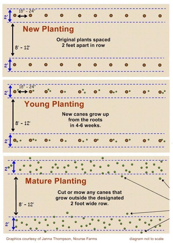 Plant Spacing Chart