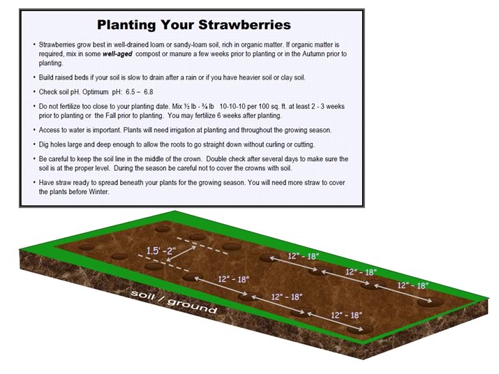 strawberry planting