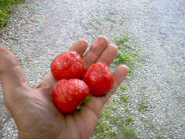 3 Idea Berries on big hand