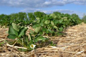 Strawberry Fungicide  Suggestions