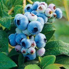 All Season Blueberry Collection Blueberry