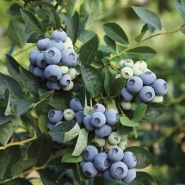Blue Ribbon Blueberry Plants Early Season