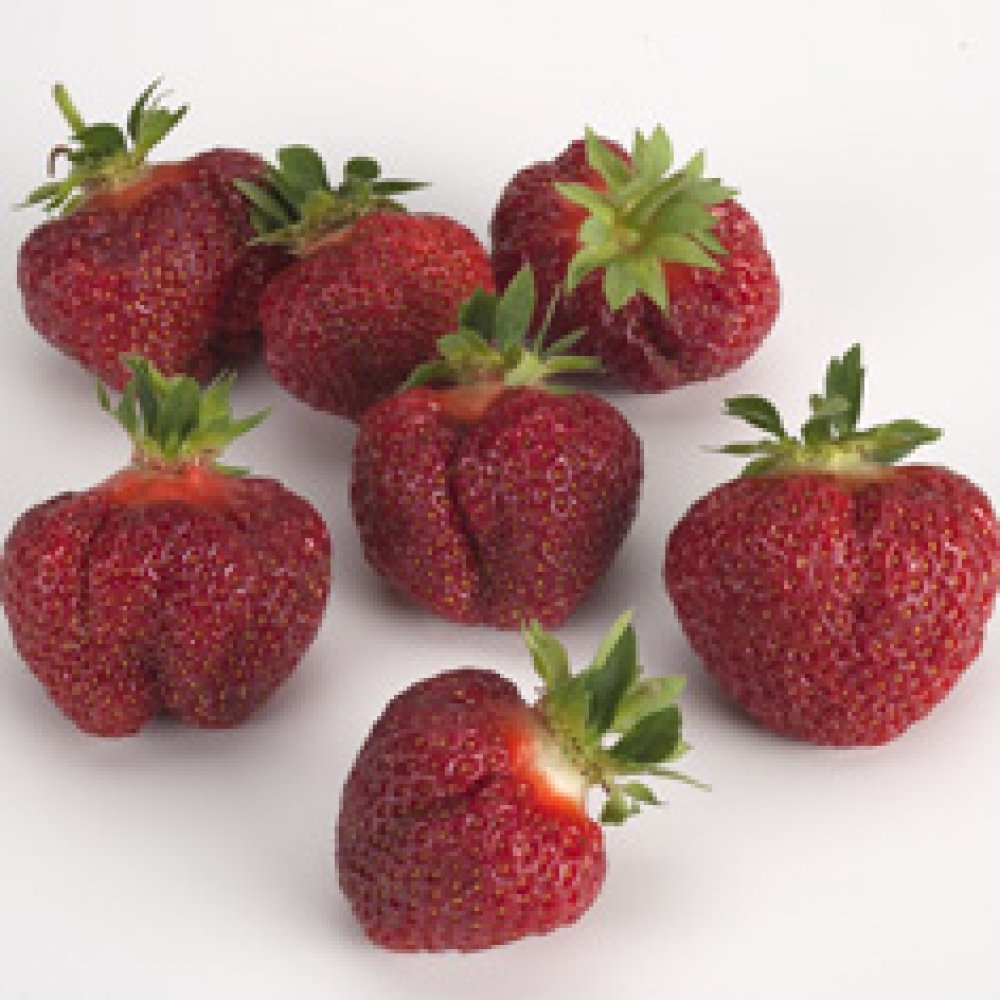 Largest Strawberry Variety