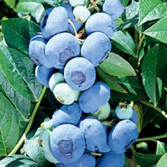 Darrow Blueberry Plants
