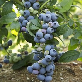 Last Call Blueberry Plants Blueberry Plants