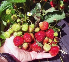Dickens Strawberry Plants Late Mid Season