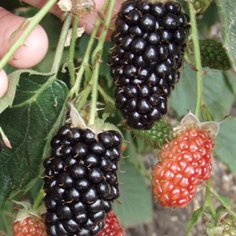 Natchez Blackberry Plants Summer Bearing