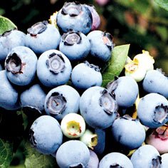 Northland Blueberry Plants Mid Season