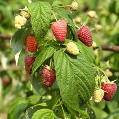 Polka Raspberry Plants Fall Bearing