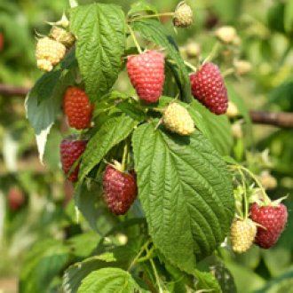 Polka Raspberry Plants