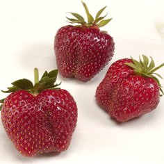 AC Wendy Strawberry Plants Early Season