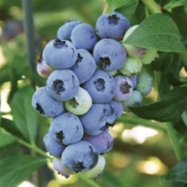 Blueray Blueberry Plants Blueberry Plants