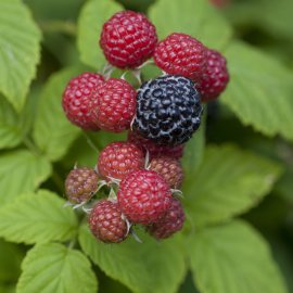 Bristol Raspberry Plants Mid Season