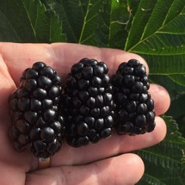 Caddo Blackberry Plants Summer Bearing