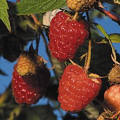Caroline Raspberry Plants Fall Bearing