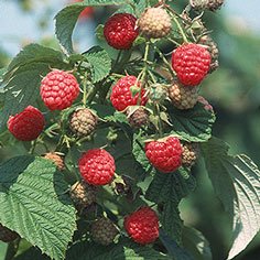 Heritage Raspberry Plants Fall Bearing