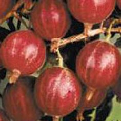 Hinnomaki Red Gooseberry Plants Mid Season