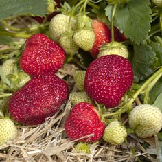 Honeoye Strawberry Plants Early Mid Season
