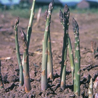 Jersey Knight Asparagus Roots
