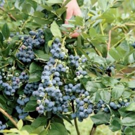 Jersey Blueberry Plants Late Season