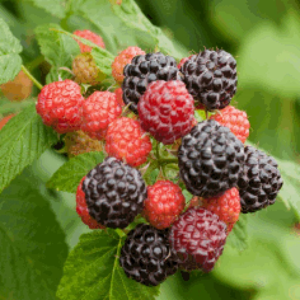 2 Black Rasberry Plant Best Black Raspberry Flavor Bristol Raspberry