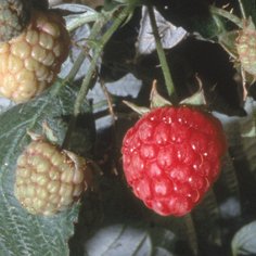 Killarney Raspberry Plants Early Mid Season