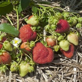 Mayflower Strawberry Plants Late Mid Season