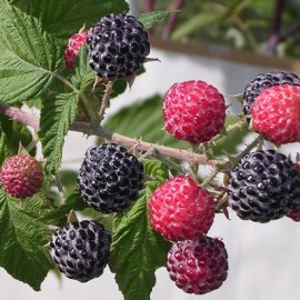 Niwot Raspberry Plants Fall Bearing