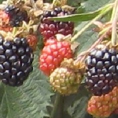 Ouachita Blackberry Plants Summer Bearing