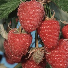 Polana Raspberry Plants Fall Bearing