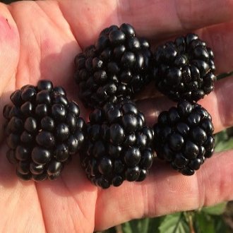 'Sweet-Ark™' CV. 'Ponca' Blackberry Plants