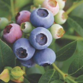 Reka Blueberry Plants Early Season