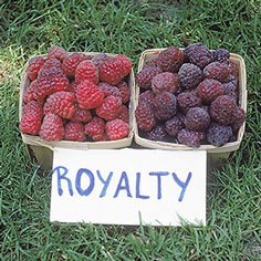 Royalty Raspberry Plants Late Season