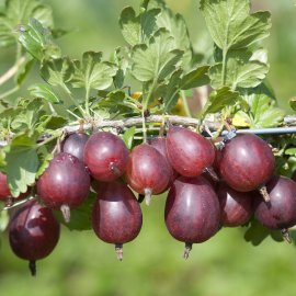 Tixia™ Gooseberry Plants Mid / Late Season