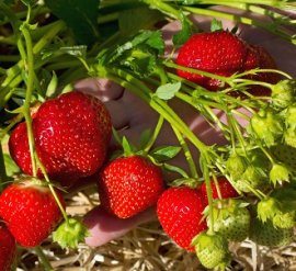Yambu Strawberry Plants Early Mid Season